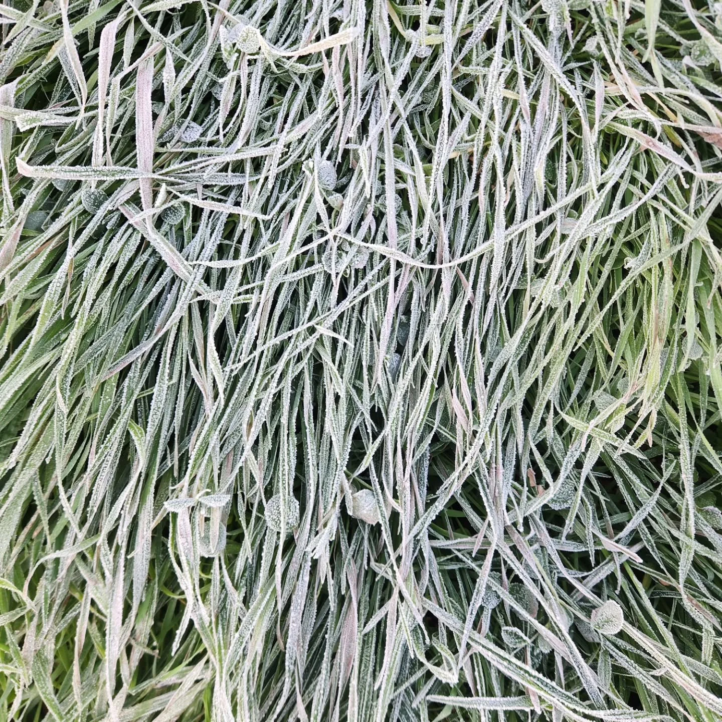 The first frost descended on Lick Rum Farm this morning. Lots of last-chances to be had at the Grandin market in the morning as a result. 
We packed a long list today: okra, tomatoes, ginger, salad mix, spinach, kale, collards, chard, carrots, cabbag