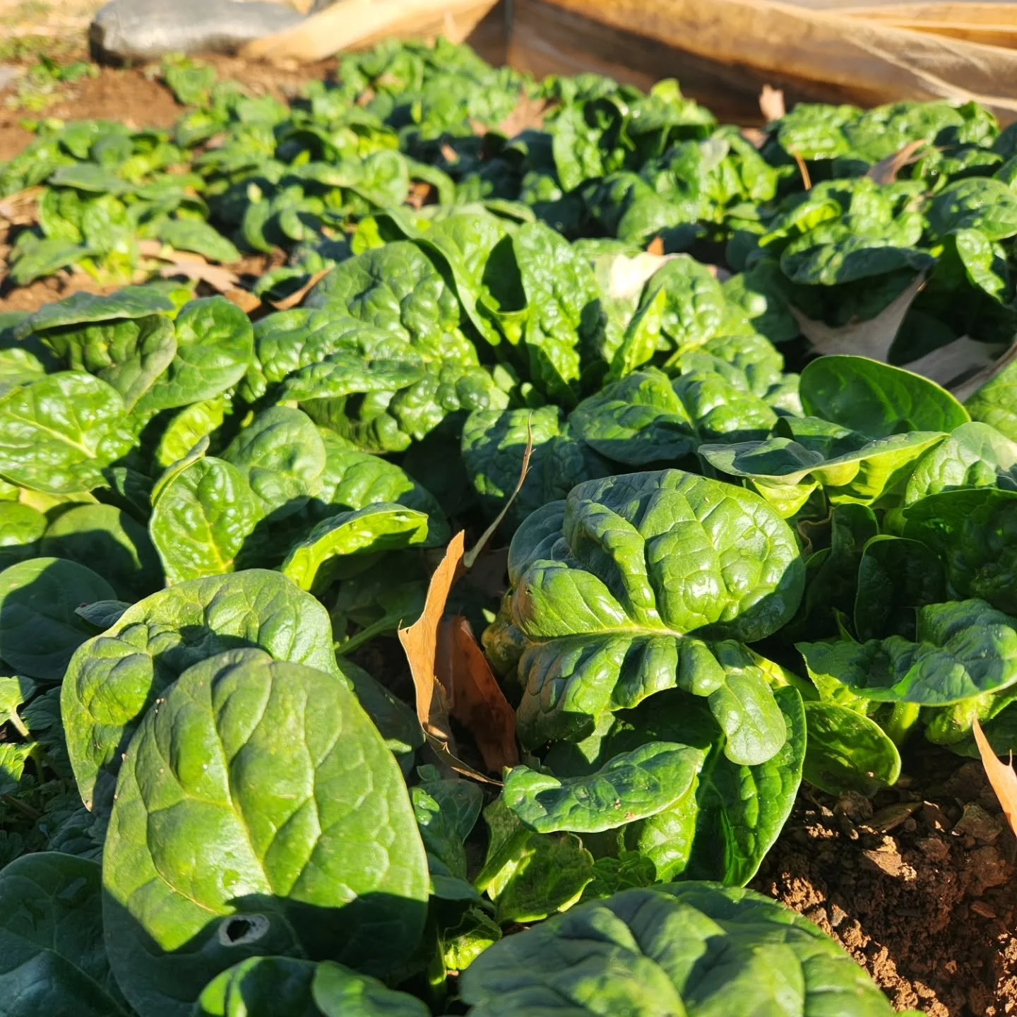 One more market to close out 2025 tomorrow in Grandin Village!
Spinach, carrots and fennel will be piled HIGH!
Lettuce, kale, collards and butternuts will be piled slightly lower!
And plenty of Okra ornaments for your last-minute decor needs!
The wea