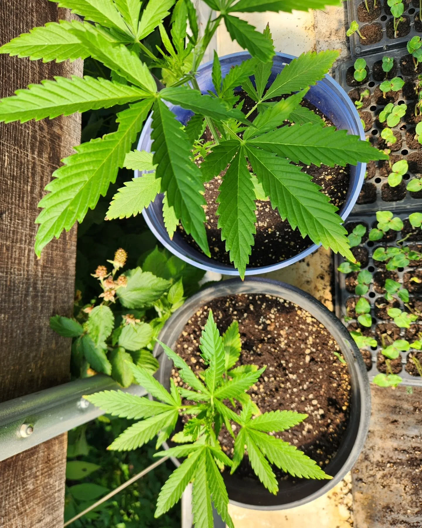 The garden class next Wednesday 5/27 is gonna be dope! 🍁
Ian Hill from @garrettfarmsinc is teaching hands-on cannabis cultivation! 
Volunteers from 3:30-5:30
Cannabis class 6:00-6:45
Market is open 5-7
And Sunset Yoga with @livsmpgn at 7:00!
@monkey