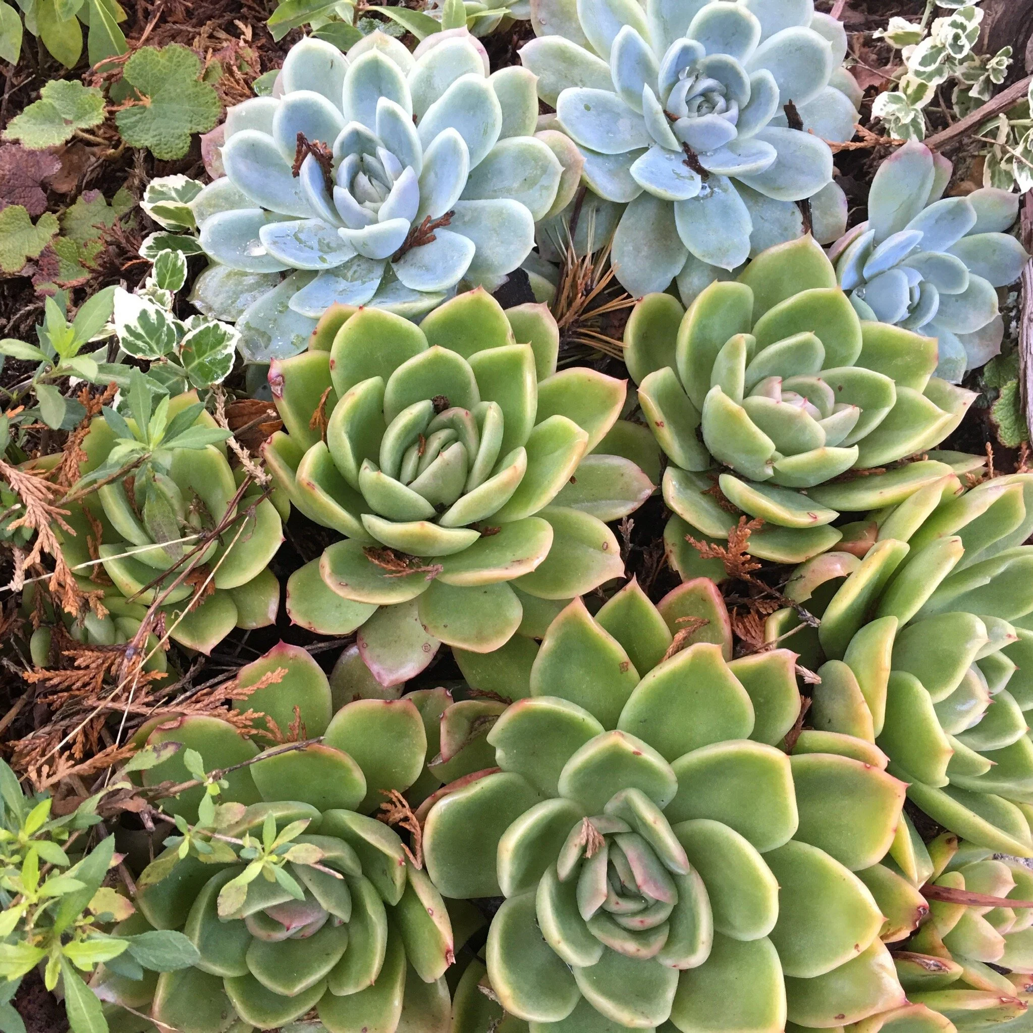 Drawing Inspiration from Nature