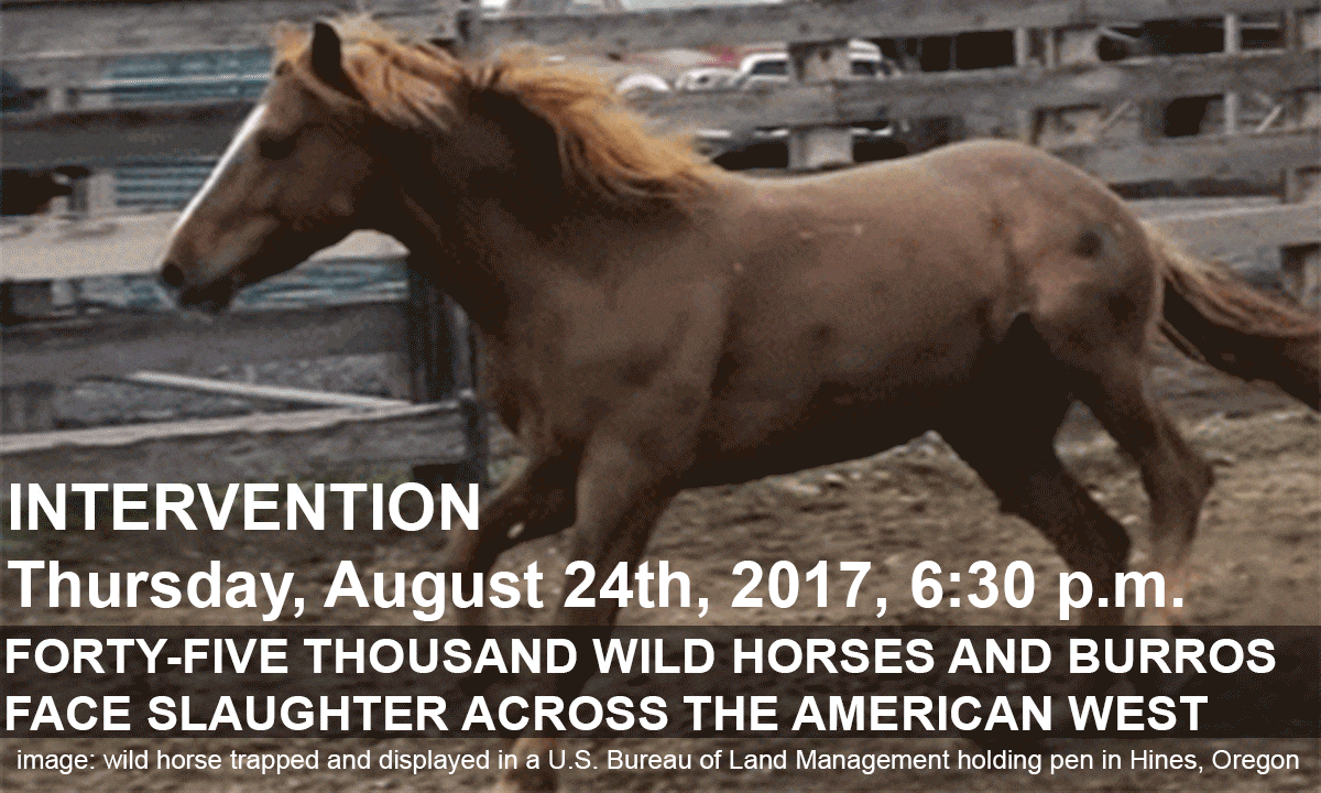 horse.gif