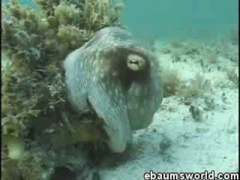 Invisible Octopus