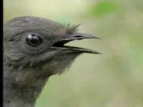 David Attenborough - BBC Wildlife