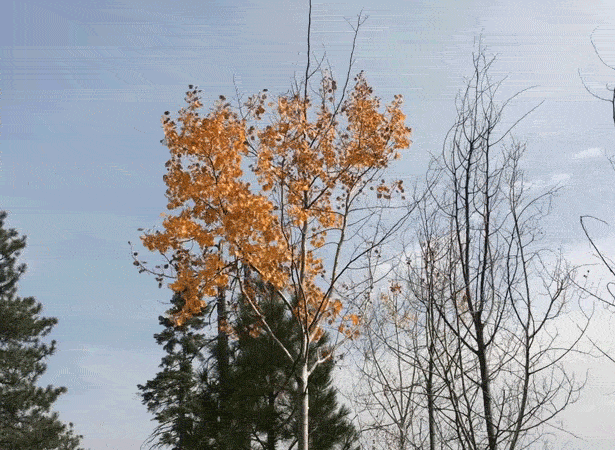 OICR FELLOWSHIP IN CRITICAL THEORY + FILMMAKING DEADLINE