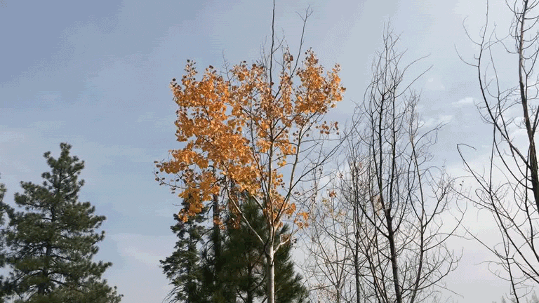 gifforoicrwebtree2.gif