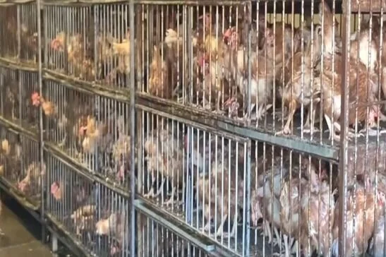 Local injury law firm petitions New York to shut down and ban all live animal wet markets