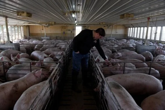 Piglets aborted, chickens gassed as pandemic slams meat sector