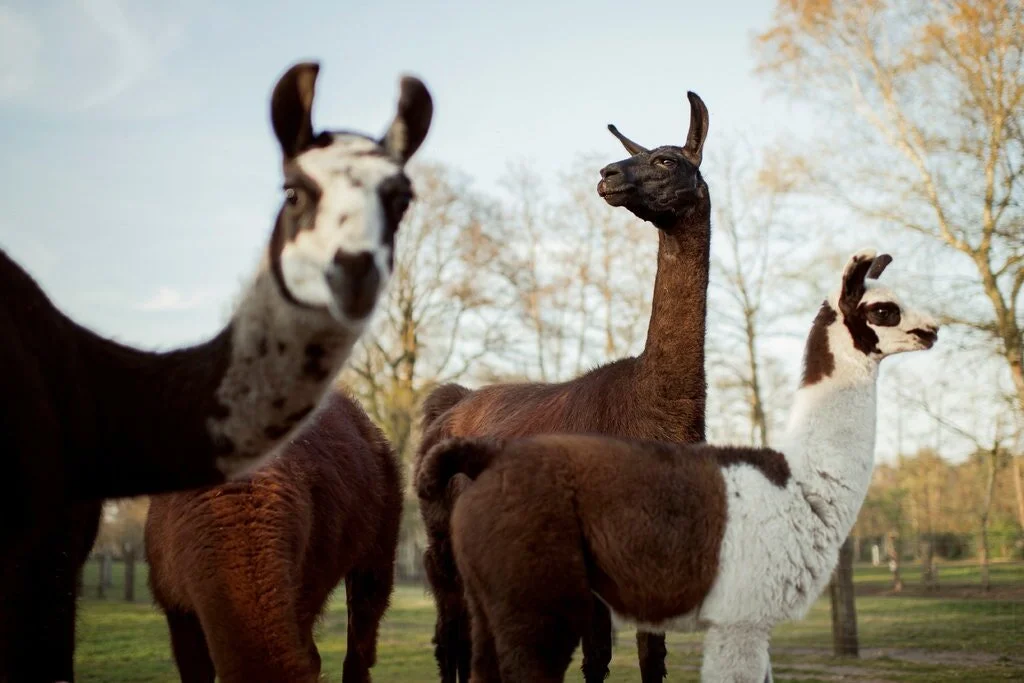 Hoping llamas will become coronavirus heroes