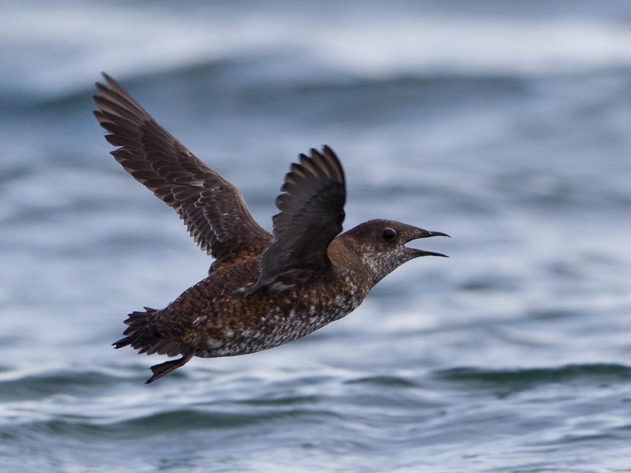 About the Marbled Murrelet