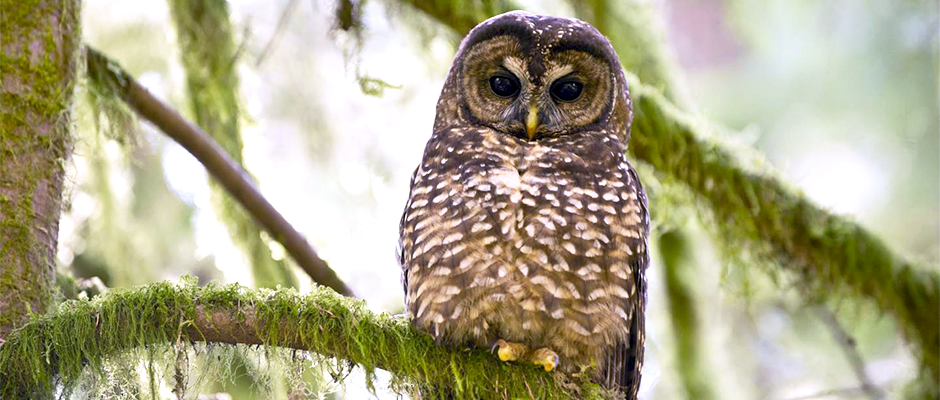 About the Northern Spotted Owl 