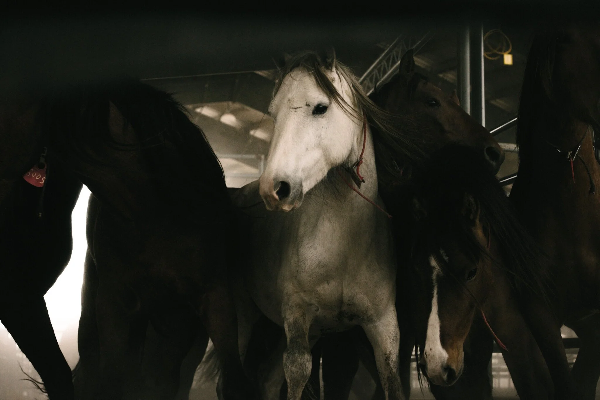 Wild Horses Adopted Under a Federal Program Are Going to Slaughter