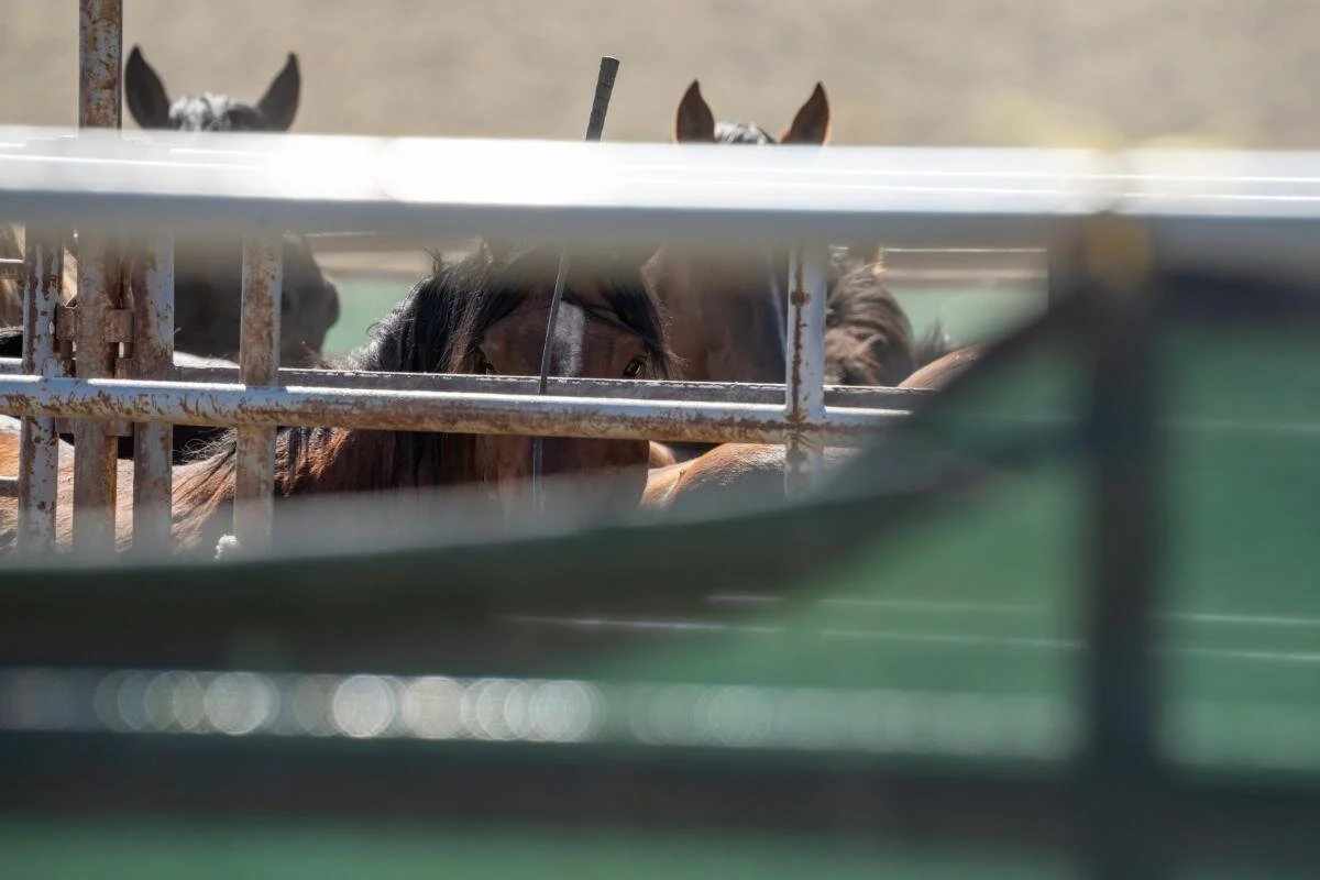 Federal Adoption Program Sends Wild Horses and Burros to Slaughter, National Investigation Reveals