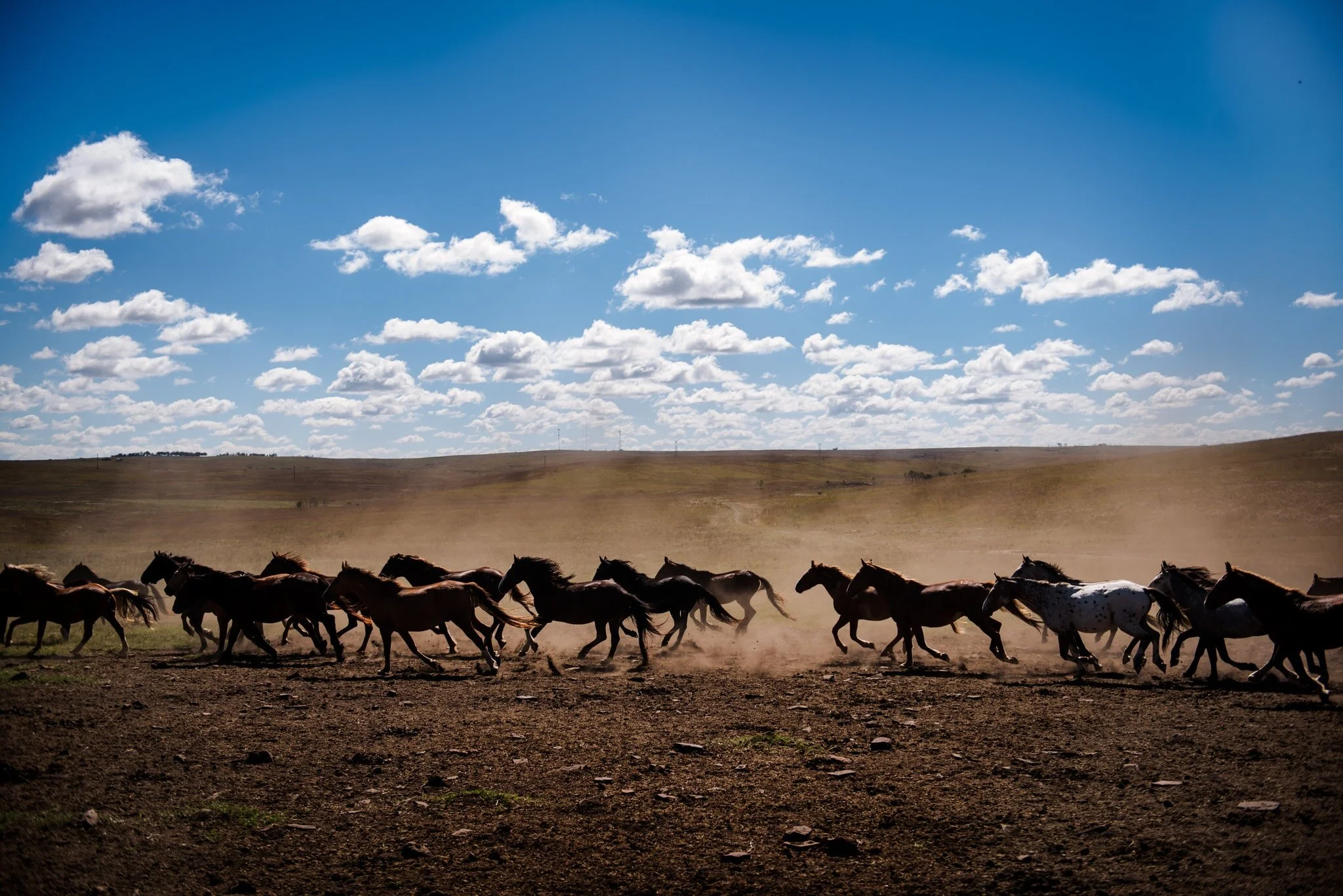 Success Spoils a U.S. Program to Round Up Wild Horses