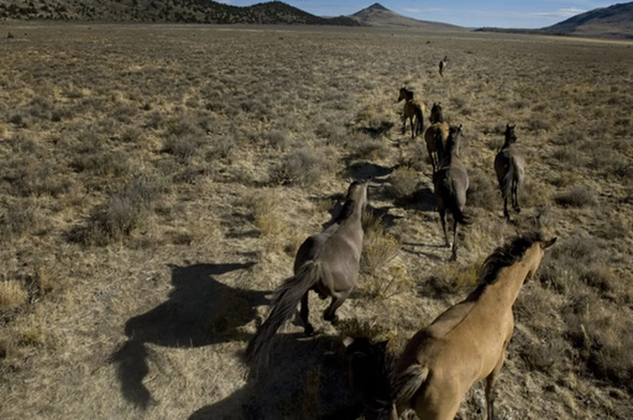 Oregon wild horse herd will be cut in half under new Forest Service plan