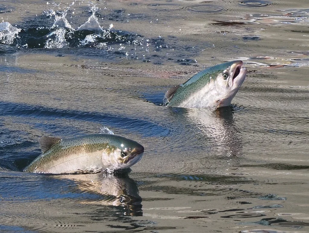 Rising Water Temperatures Could Be A Death Sentence For Pacific Salmon