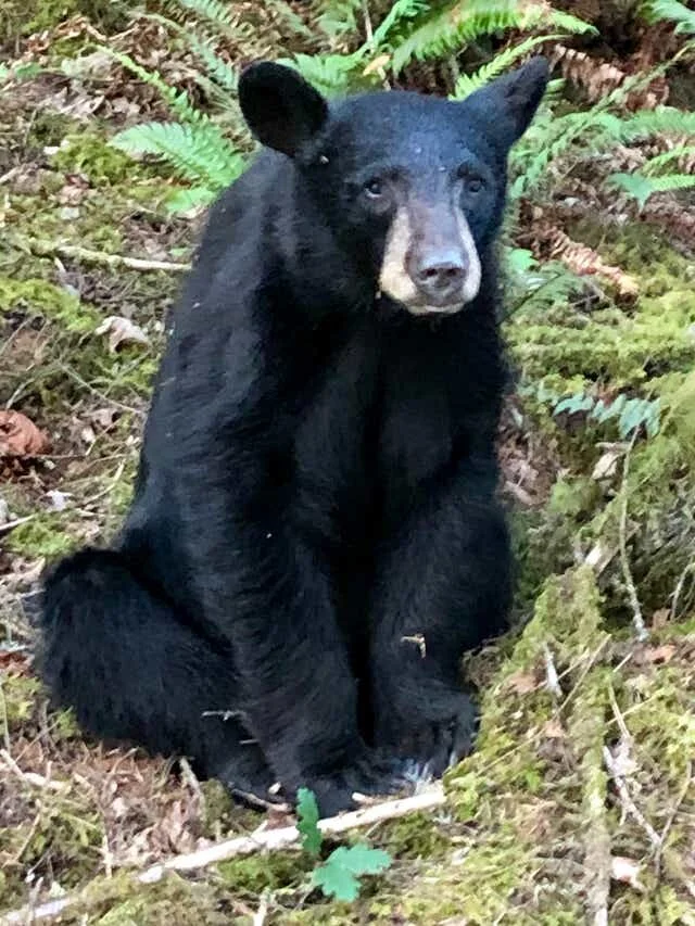 Oregon officials killed a black bear near Hagg Lake because too many people fed it