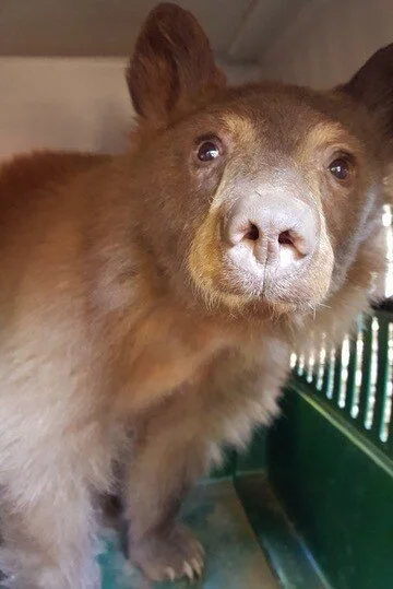 YOUNG BEAR EUTHANIZED AFTER BEING PICKED UP EAST OF ASHLAND