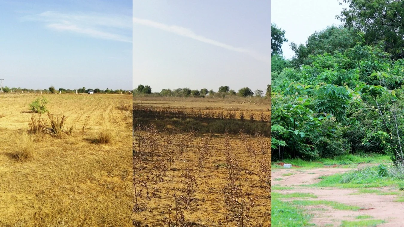 The OICR Living Forest Initiative, After Akira Miyawaki