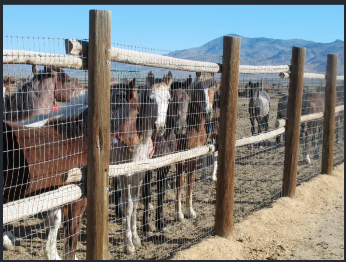 US plans more wild horse roundups this year than ever before