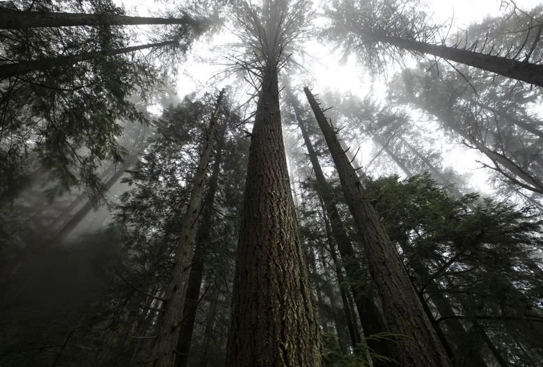 State pauses logging of this 130-year-old forest near Nooksack River in Whatcom County