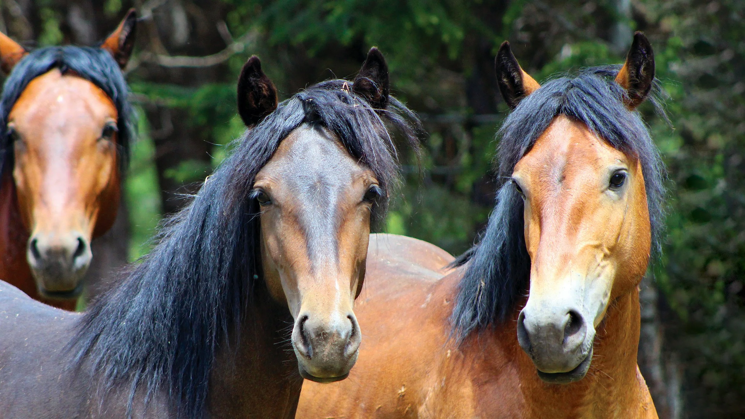 Forest Service to reduce wild horse population in Ochocos