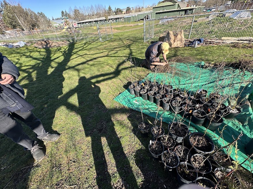 OICR Tiny Forest @ FMES (NT prepping plants for plantinge).jpg