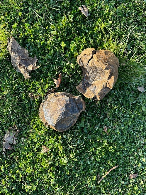 OICR Tiny Forest @ FMES (concretion).jpg