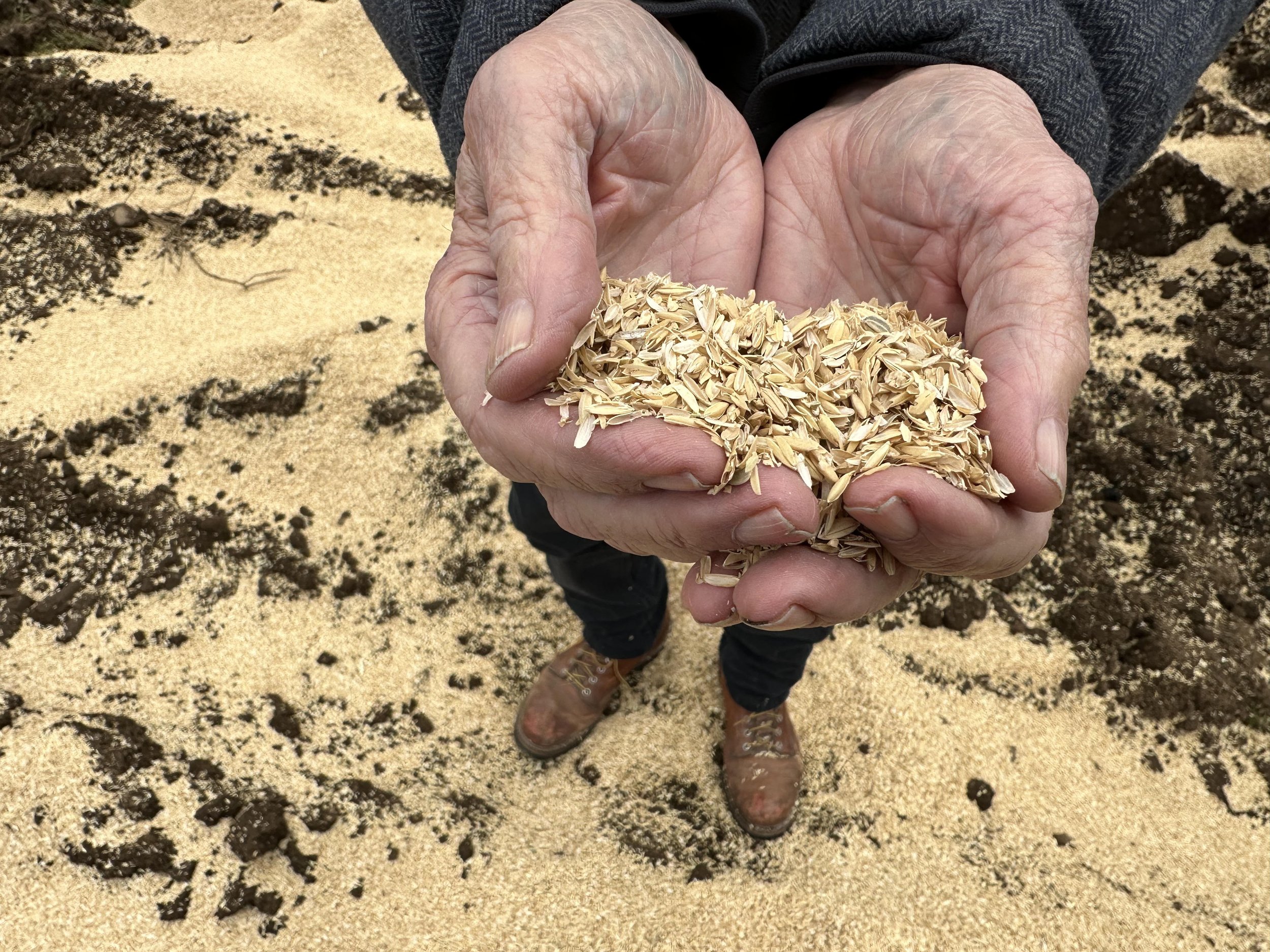 Rice hulls were used to amend the soil, along with a rich dark compost and smaller amounts of seacoast compost, blood meal, seagull guano, worm castings, and biochar
