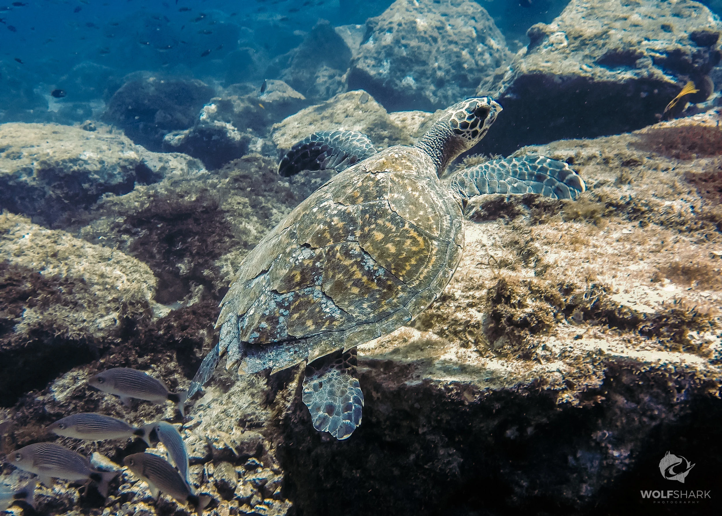 Turtle1.jpg