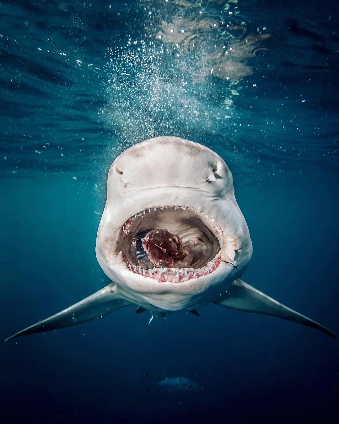 Open Jaws