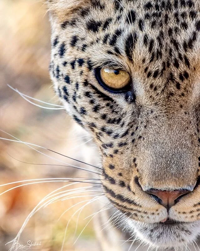 Locked on. &bull;
&bull;
&bull;
#Leopard #SouthAfrica #Kruger #CatsAreCats #StalkerAlert #wildlifephotography #africanwildlife #safari #photosafari #bigcatsofinstagram