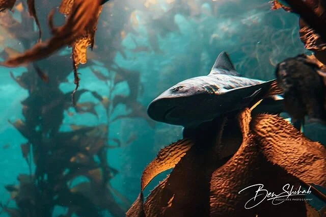 Patrolling his Kingdom.
&bull;
&bull;Leopard Shark, Monterey, CA
&bull;
&bull;
#LeopardShark #KelpForest #Monterey #CADiving #sharks #sharksarecats