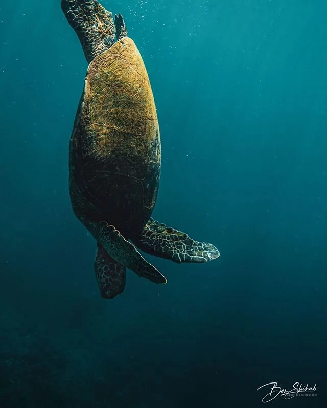 Into the deep we go. &bull;
&bull; 📸: Nikon D500 in @ikelite housing📍Kauai, HI
&bull;
#Hawaii #SeaTurtle #Freedive #Kauai #Honu #underwaterphotography #turtle #ikelite