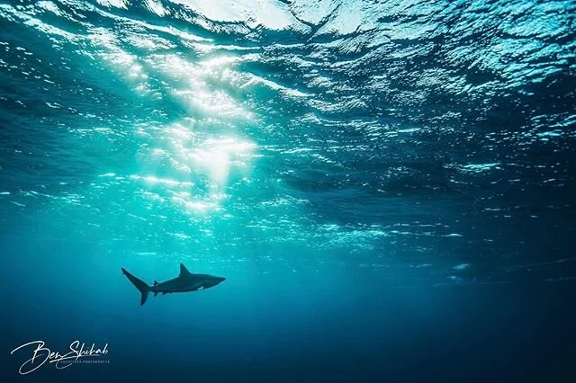 Jumped in the water this week and found a friend 🦈 #&bull;
&bull;
&bull; 📸: NIKON D500 in @ikelite housing, no strobes &bull;
#Caribbean #Shark #AquaCat #ikelite