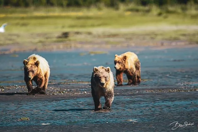 The Power of 3. 
for these three subadult coastal brown bears in Lake Clark national Park reserve first summer away from their mother. The first summer that they will have to fend for themselves completely. So instead of going their separate ways the