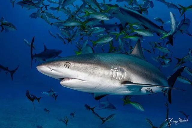 No COVID-19 down here. Talk to me about Shark Dives 🙌🏼
&bull;
&bull;
&bull;📸: Nikon D500 in @ikelite housing &bull;&bull;
&bull;
&bull; #Sharks #Bahamas #Aquacat #ExumaCays #sharkdive #increasesharkrate