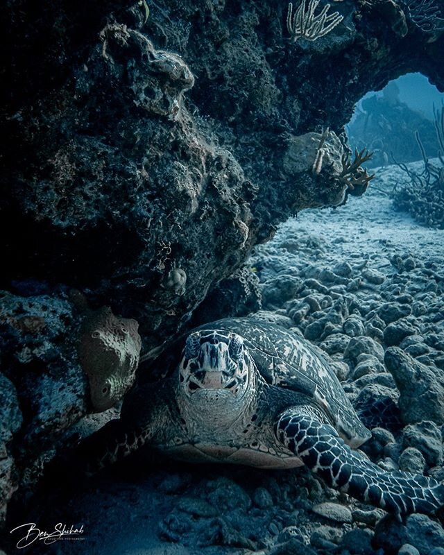My second favorite thing to see underwater 🌊🐢💙
&bull;
&bull;📸: Nikon D500 in a @ikelite Housing &bull;
#SeaTurtle #Bahamas #ExumaCays #AquaCatCruises #padi #divewithus #underthesea #marinelife #conservationfirst #seaturtlesarefriendsnotfood