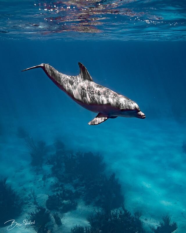 A dolphin came to check on us on the AquaCat today 💙 hung out for a few hours 😊 &bull;
&bull;
&bull;📸: Nikon D500 in @ikelite Housing
#Dolphin #Bahamas #Quaraintine #Ikelite #AquaCat #DontBeScaredofDolphinsAlex