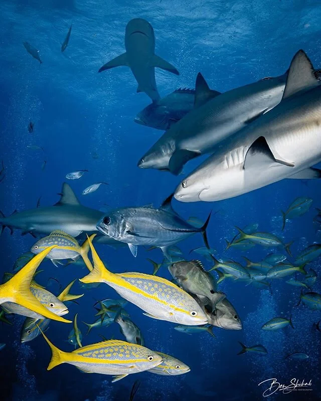 The company I like to keep. Sharks. They&rsquo;re worth more alive than on a plate. More on this in the future. &bull;
&bull;
&bull; &bull;📸:NikonD500 w/ Nikkor 10-24mm 
@Ikelite underwater housing
&bull;
&bull;
&bull;#livewild #lovesharks #repectth