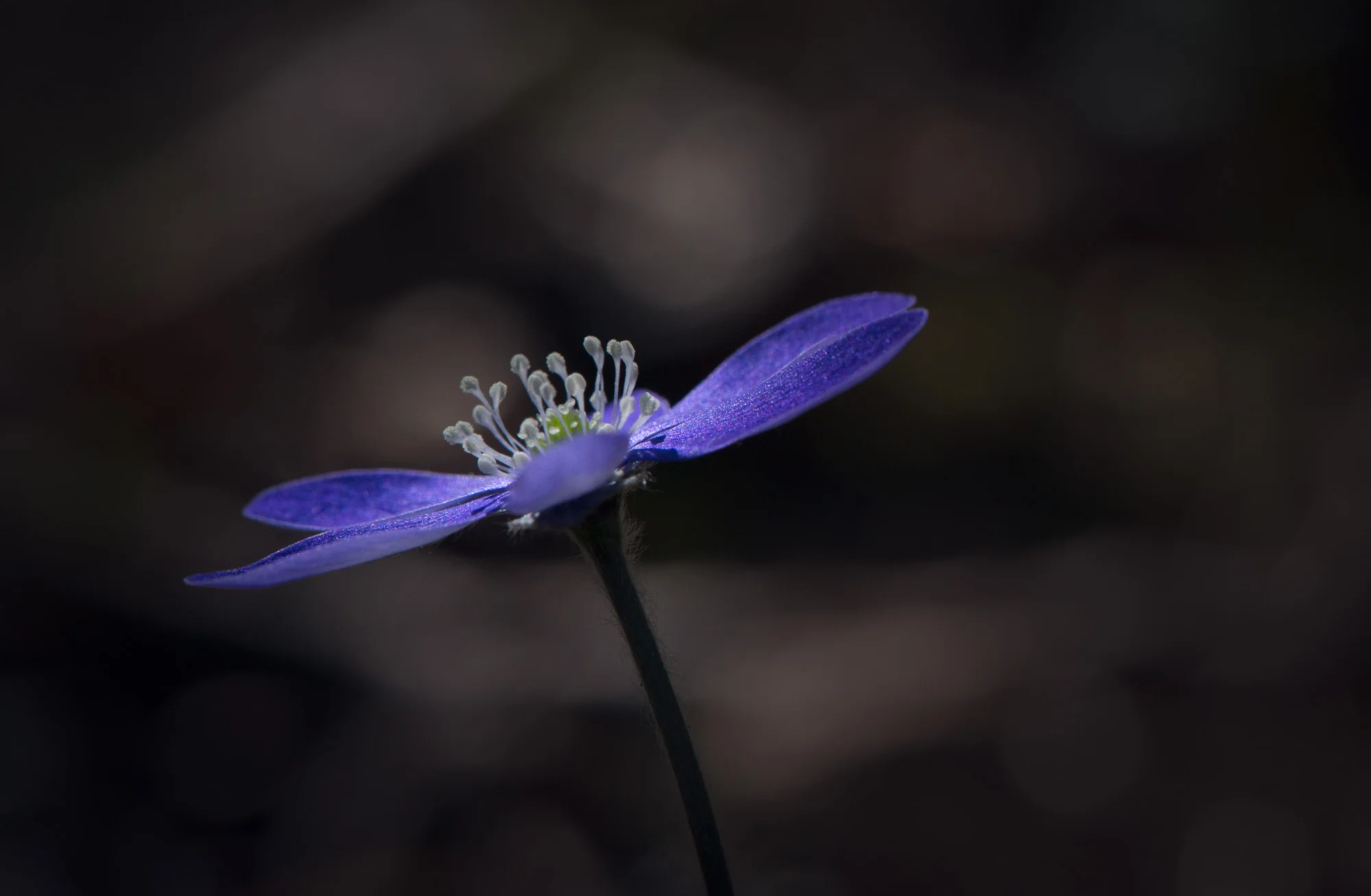 Flower_pieni 2016_05-4.jpg