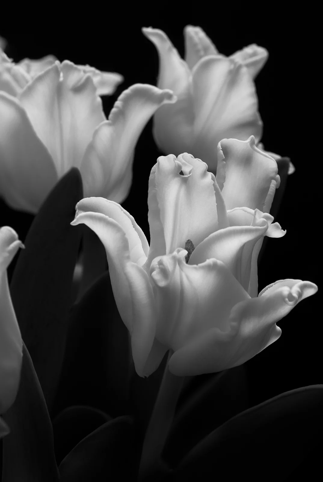 Flower_pieni 2017_03-5.jpg