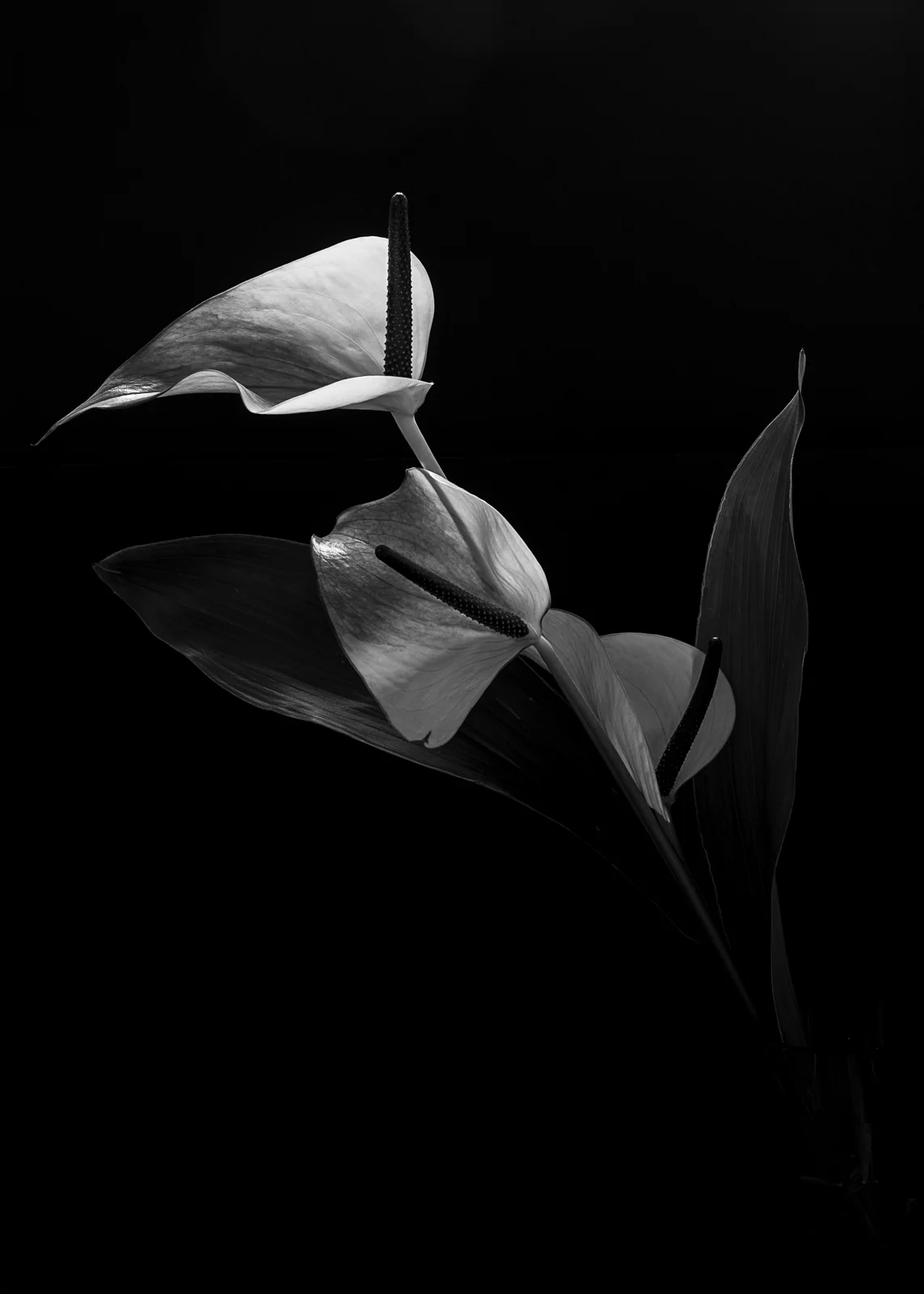 Flower_pieni 2017_03-6.jpg