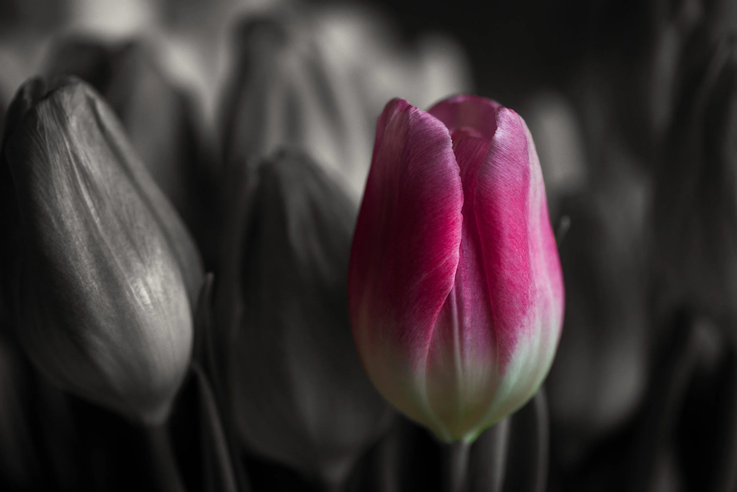 Flower_iso 2017_03-7.jpg