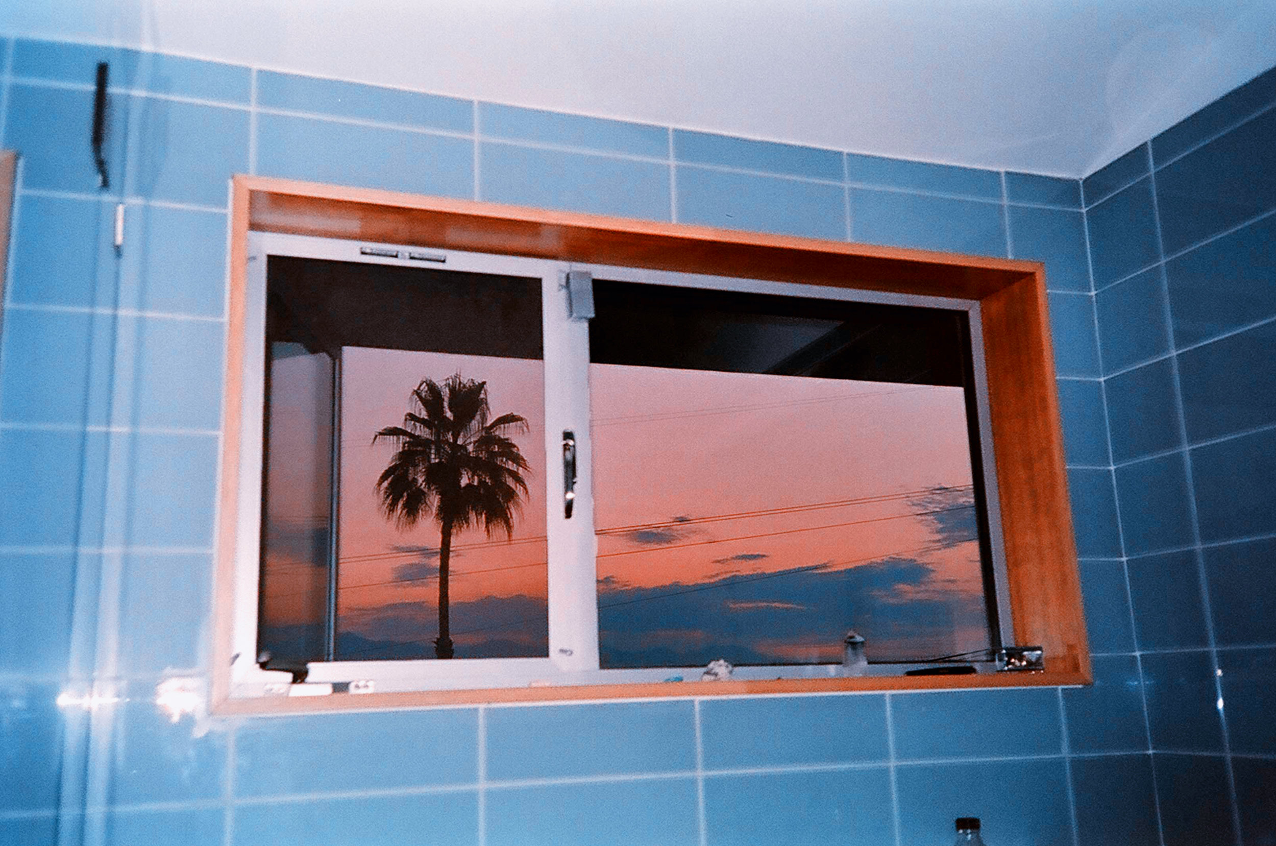 palm3_33.jpg