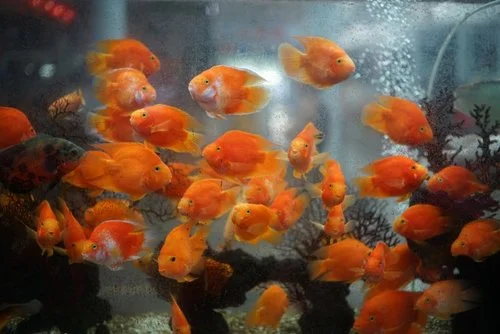 fish-market-sanya.jpg