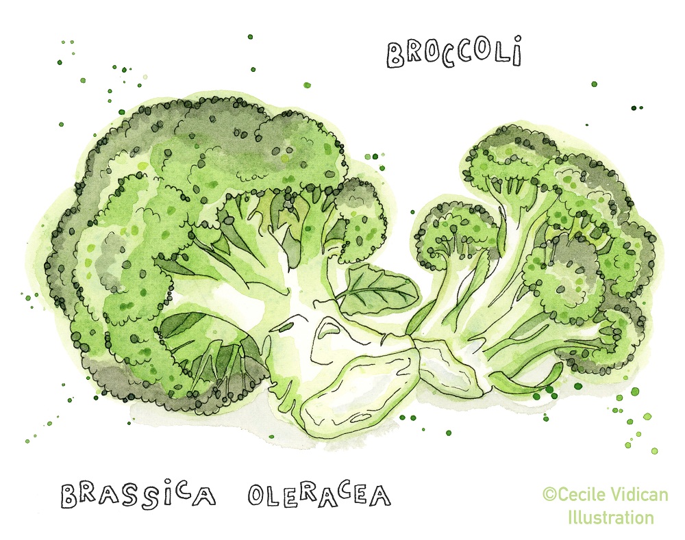 Broccoli.jpg