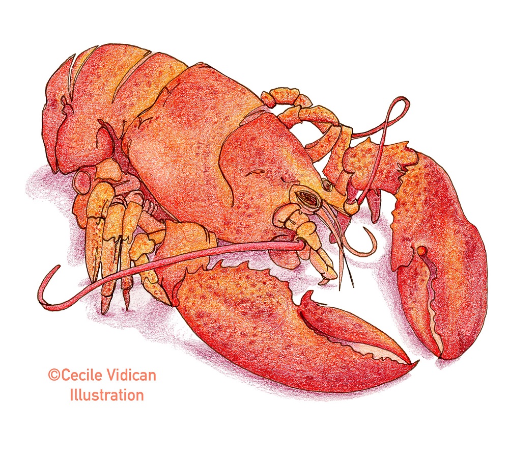 Lobster.jpg