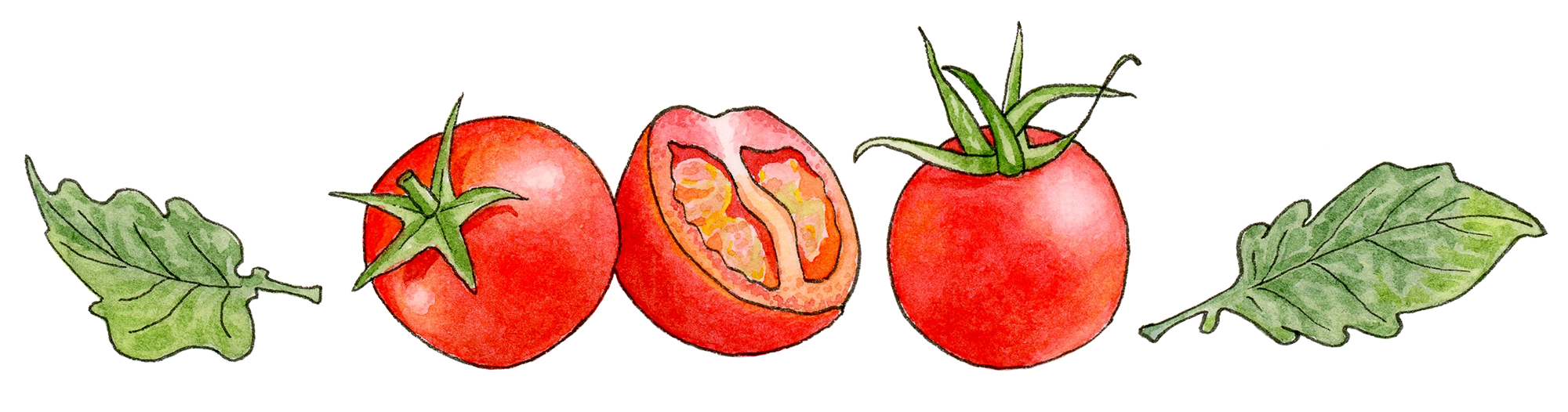 TomatoDivider.png