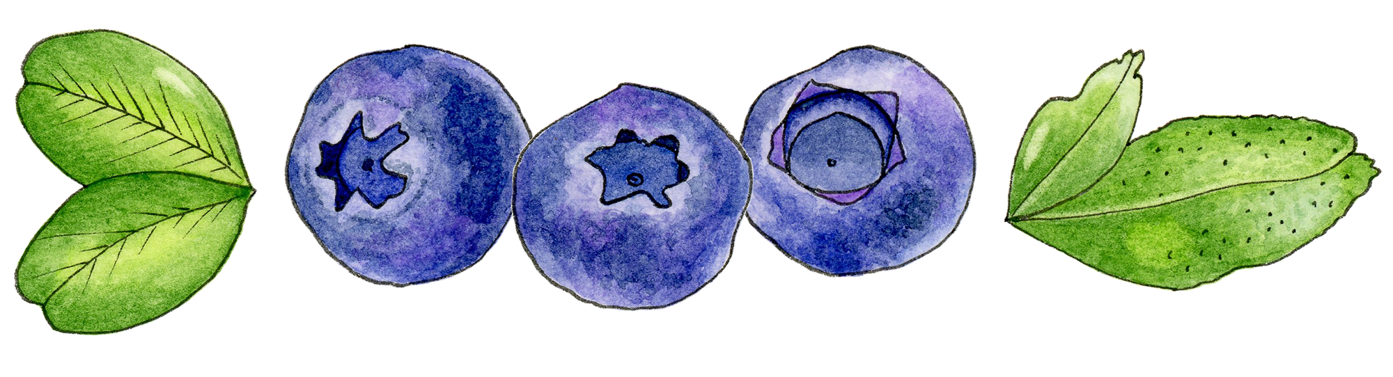 BluberryDivider.png