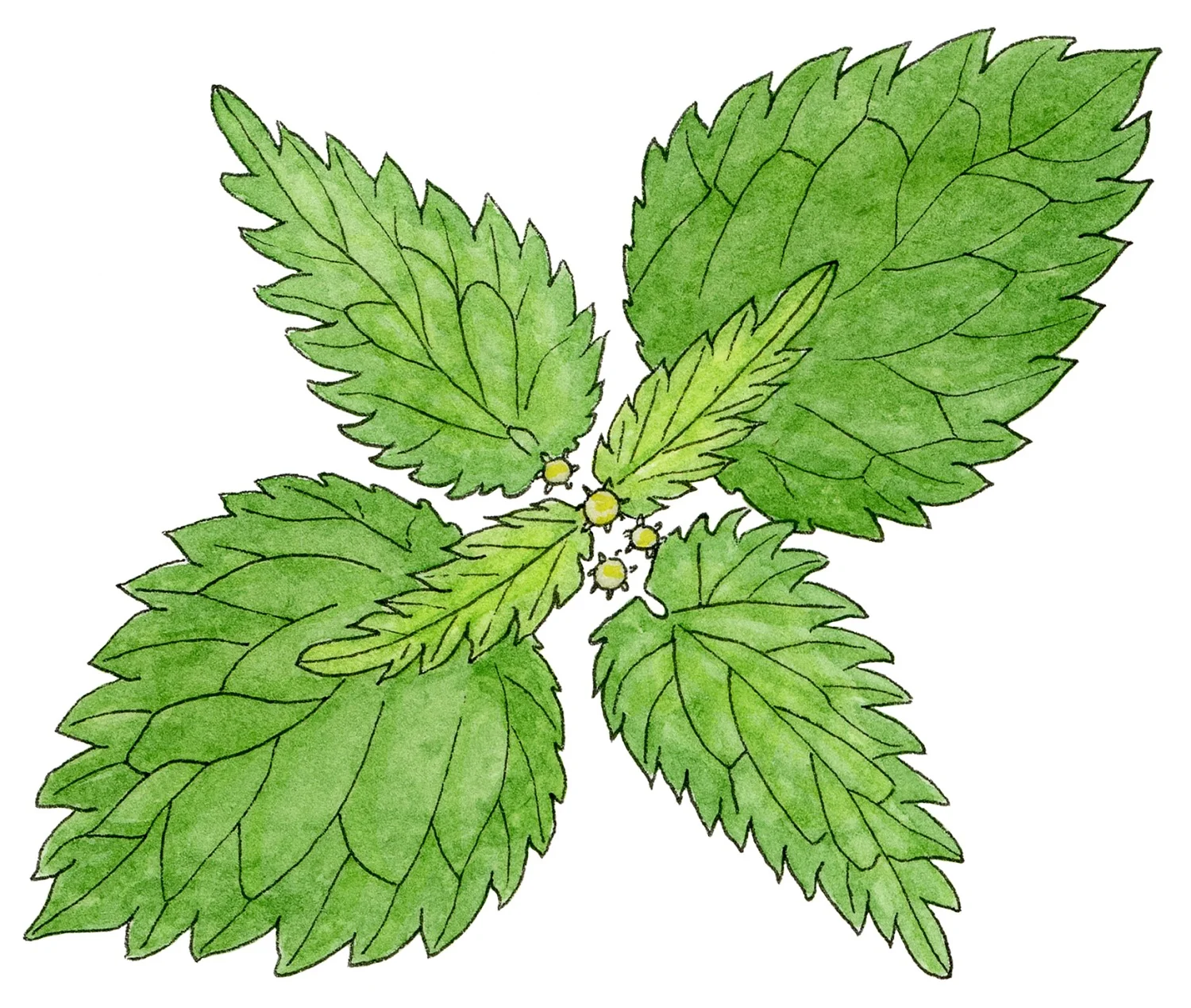 Nettle.jpg